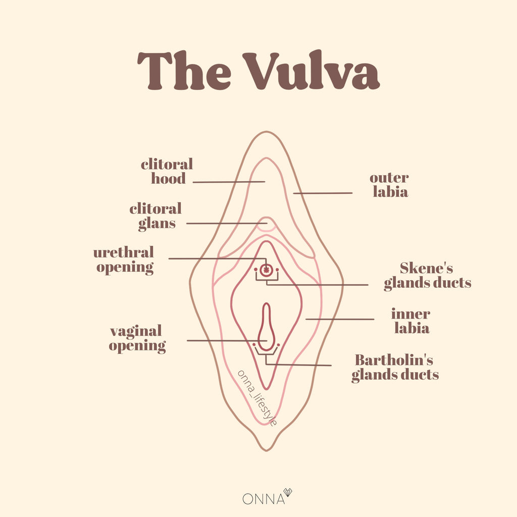 vulva anatomy detailed