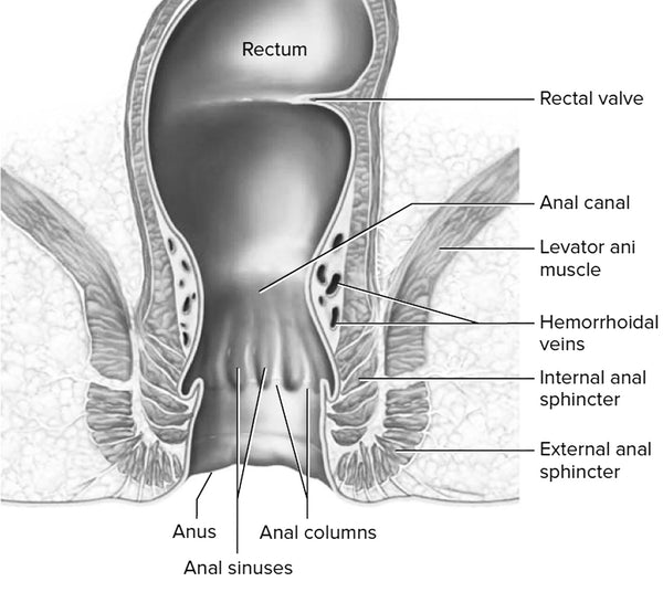 anal canal