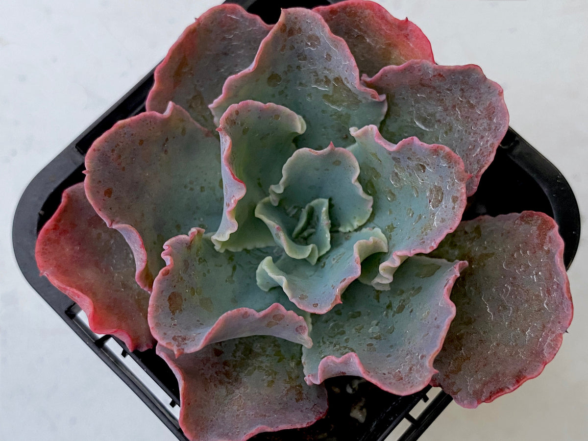 echeveria blue culrs