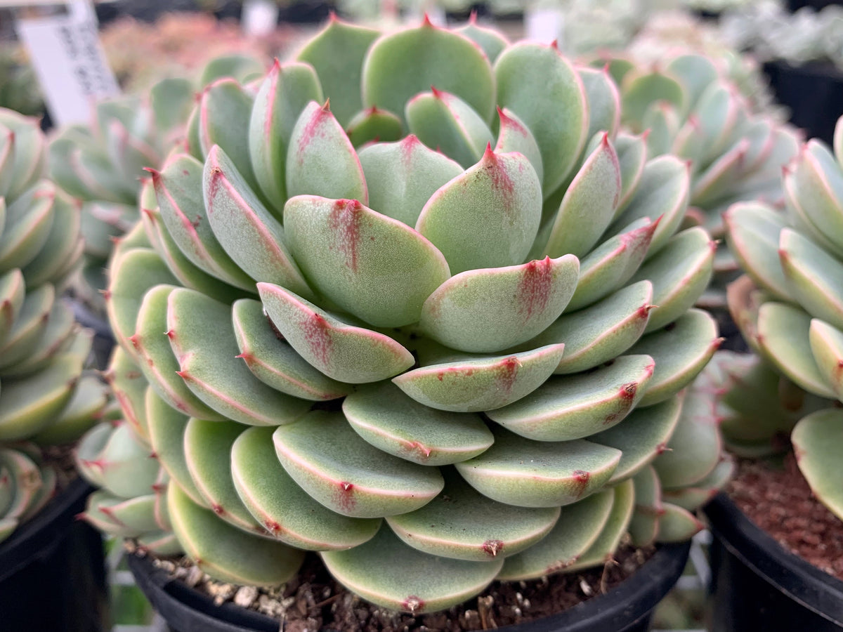 Echeveria Ben Badis (L) – MLD SUCCULENTS