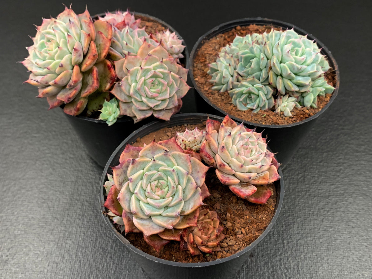 Echeveria Halbingeri cluster (M) – MLD SUCCULENTS