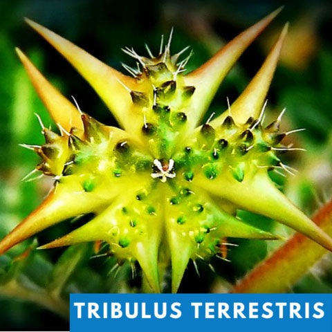 tribulus-terrestris