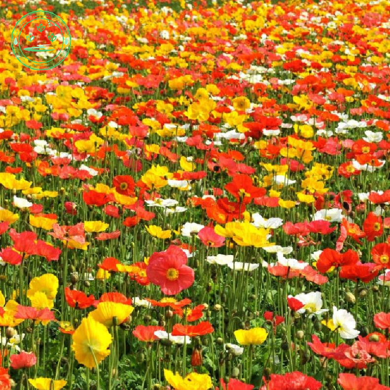 Corn poppies. Corn Poppy. Цветы 2001 фото. Corn Poppy ong. Corn Poppy PNG.