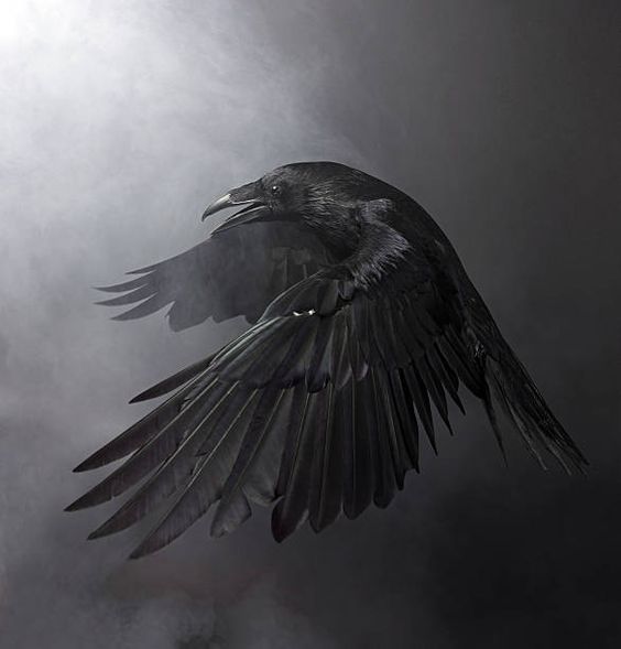 Le Symbolisme du Corbeau dans l'histoire – Menviking