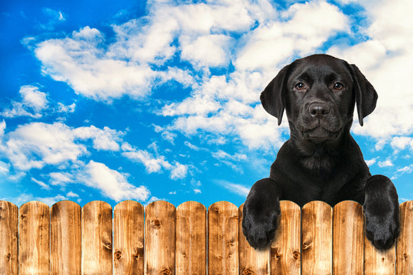 Photograph of black labrador retriever and a wood fence.