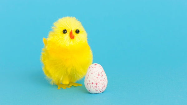 les poussins tout mignons vont décorer votre table de Pâques