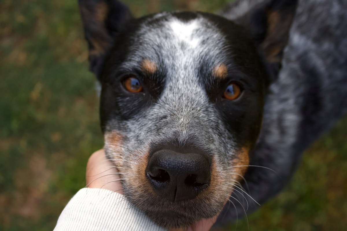 Four Why Australian Cattle Are Best Dog - Neater Pets