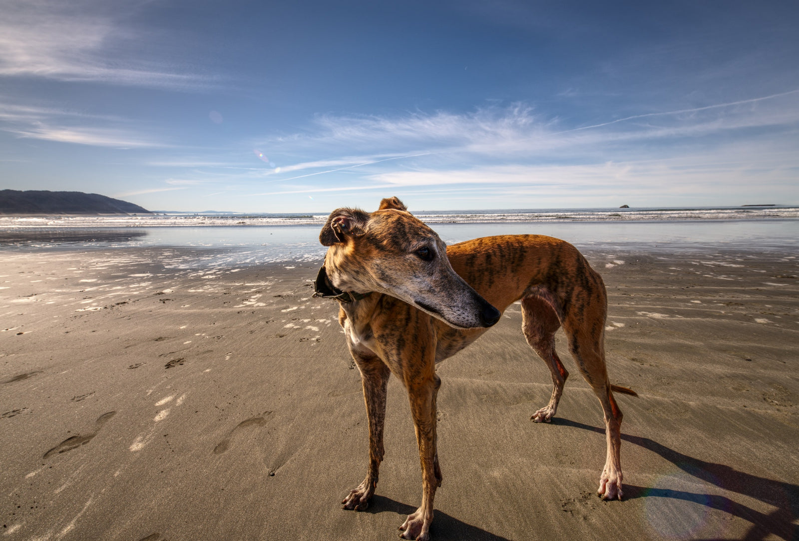 should i take my dog to the beach in hot weather