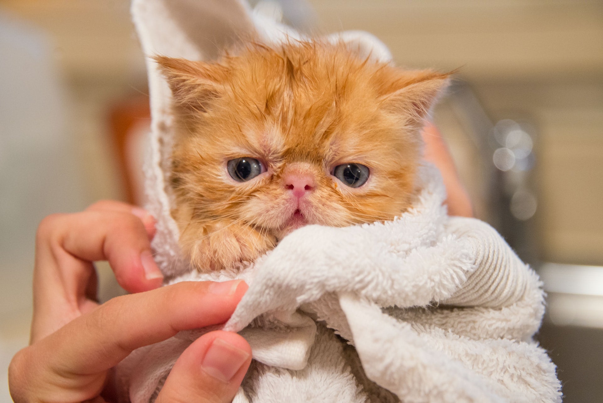 Tips And Tricks For How To Give Your Cat A Bath Neater Pets   Cat Bath 3000x 