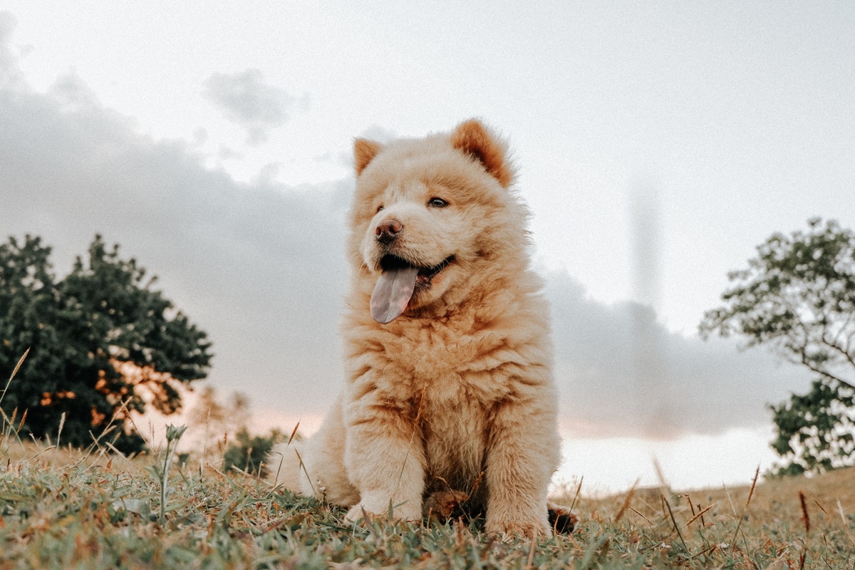 when can puppies regulate their own body temp