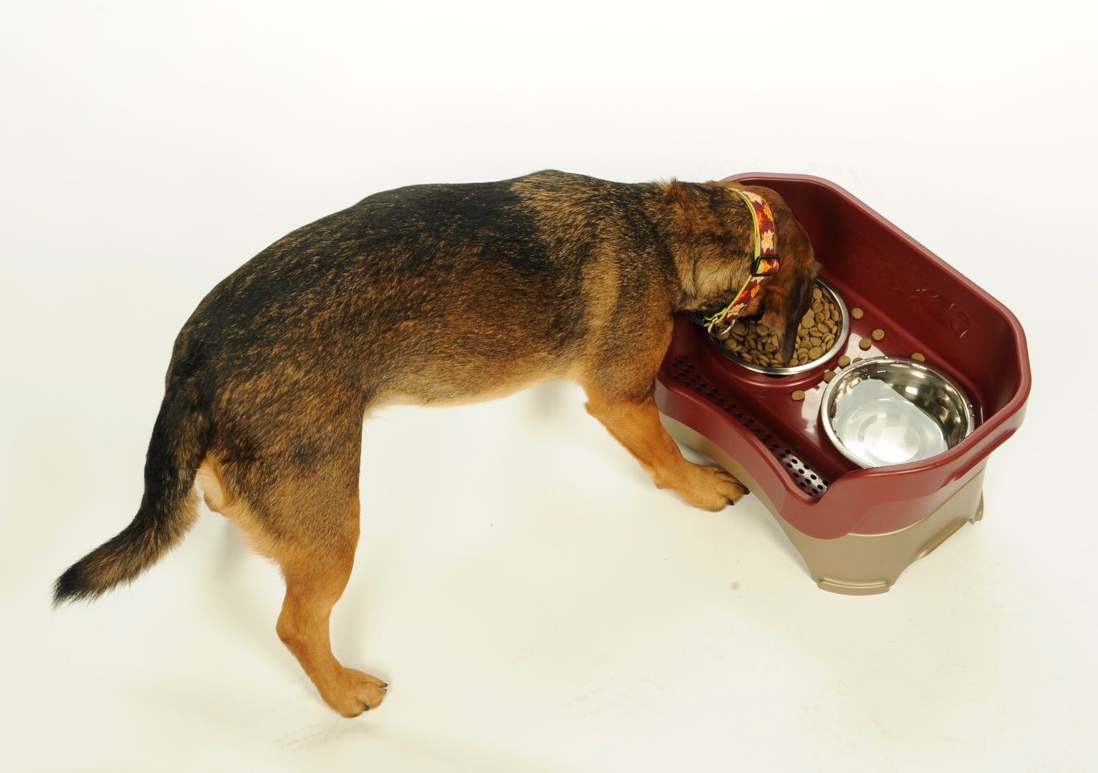 can dogs with megaesophagus drink water