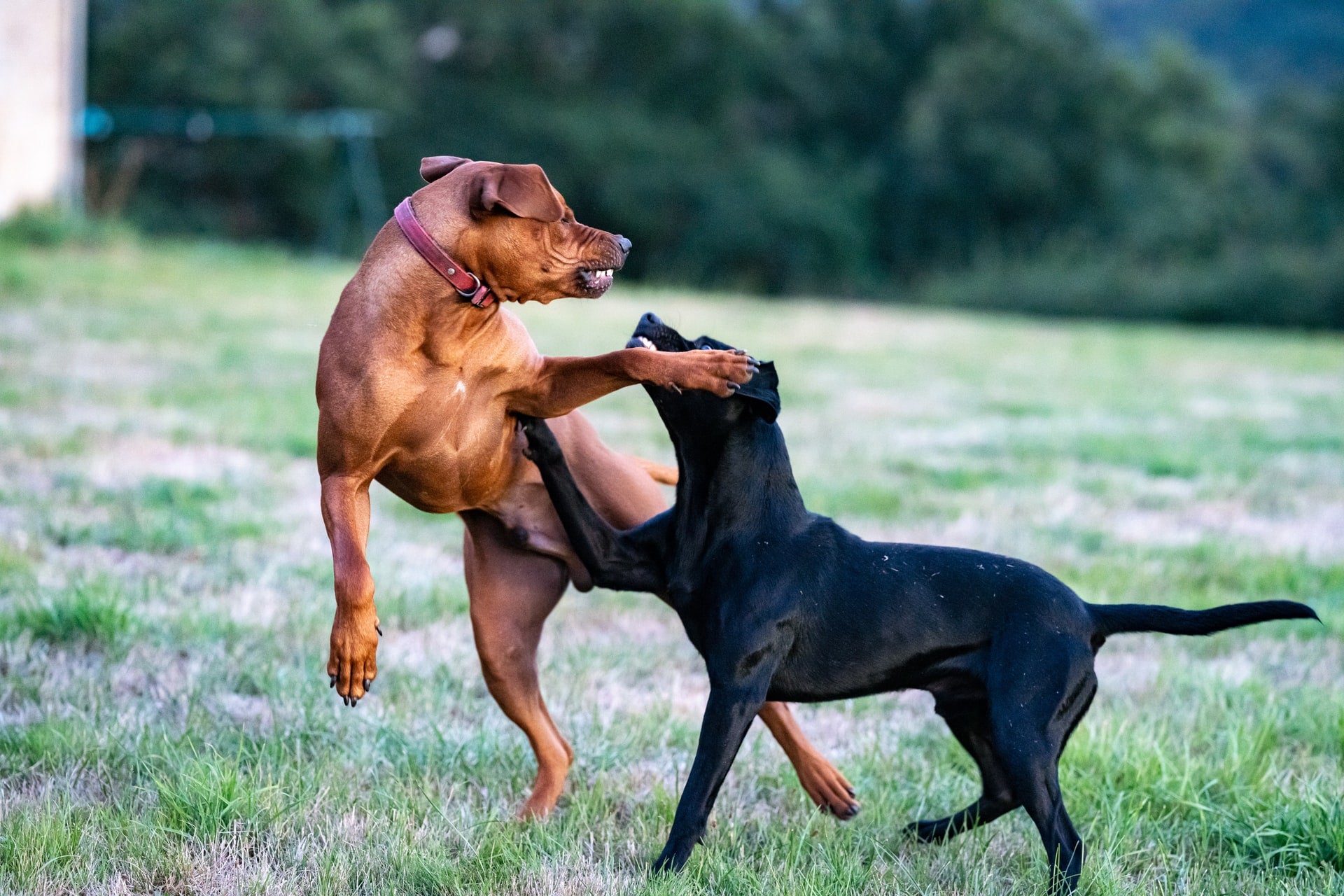 why do dogs fight with each other