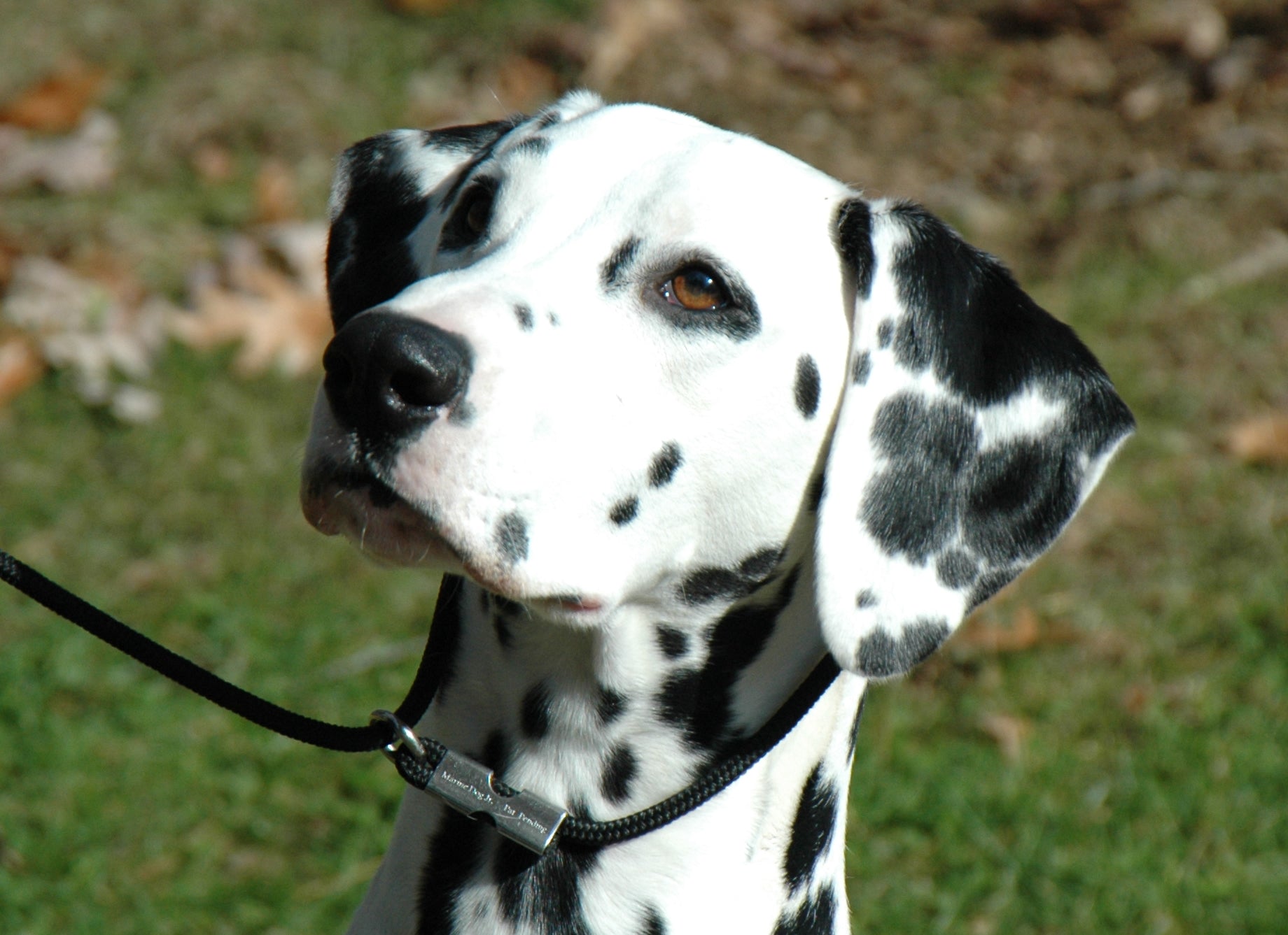 are dalmatian good family dogs