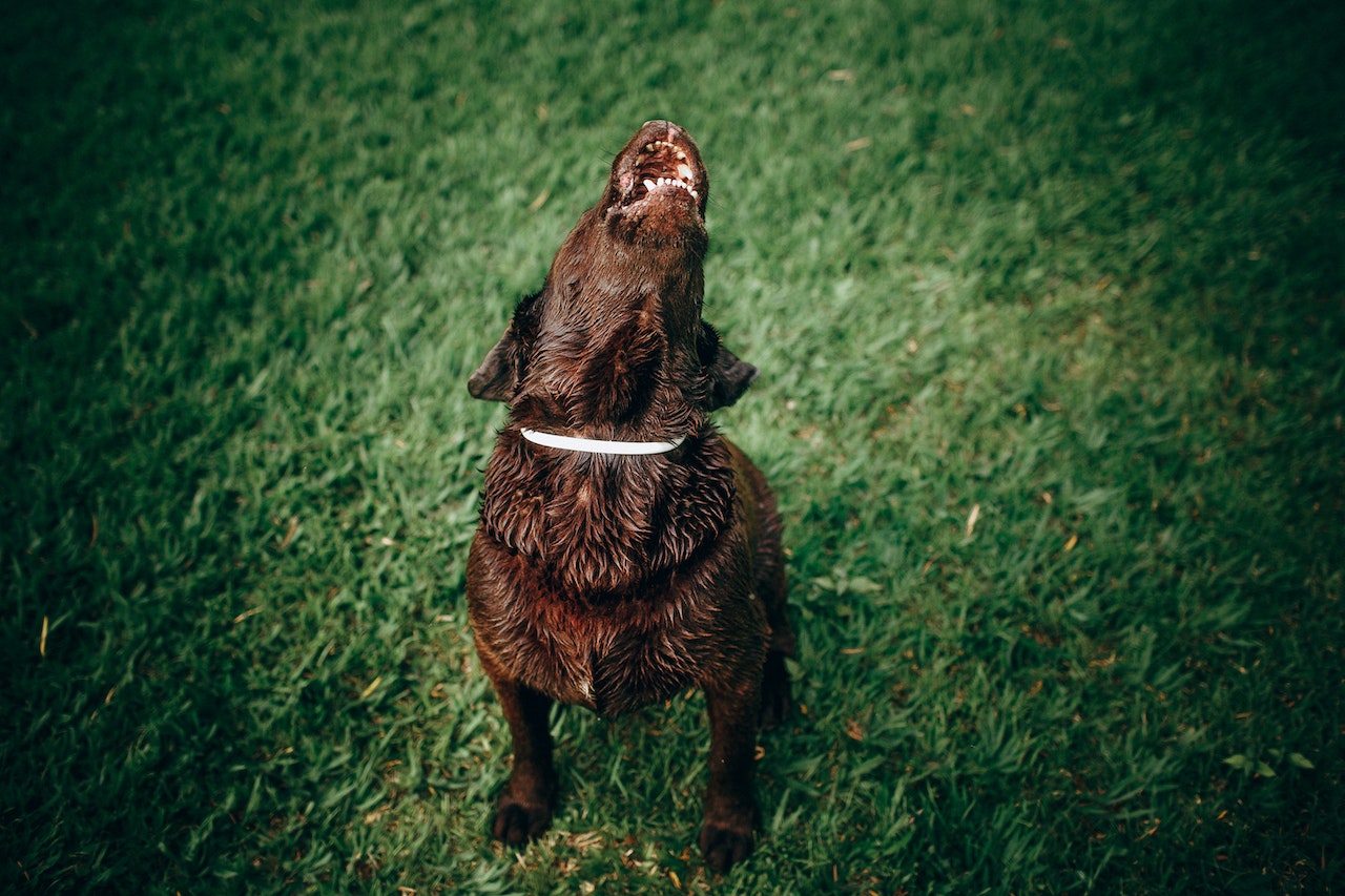 why has my dog started howling