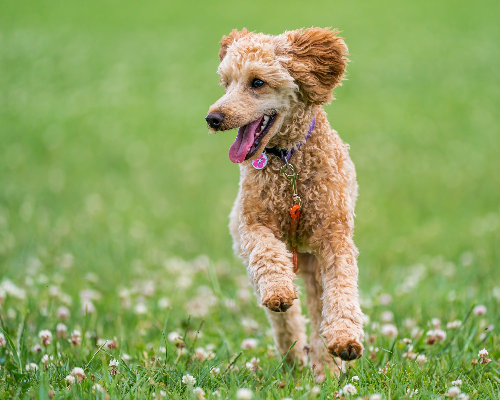 what dog breeds are best for people with allergies