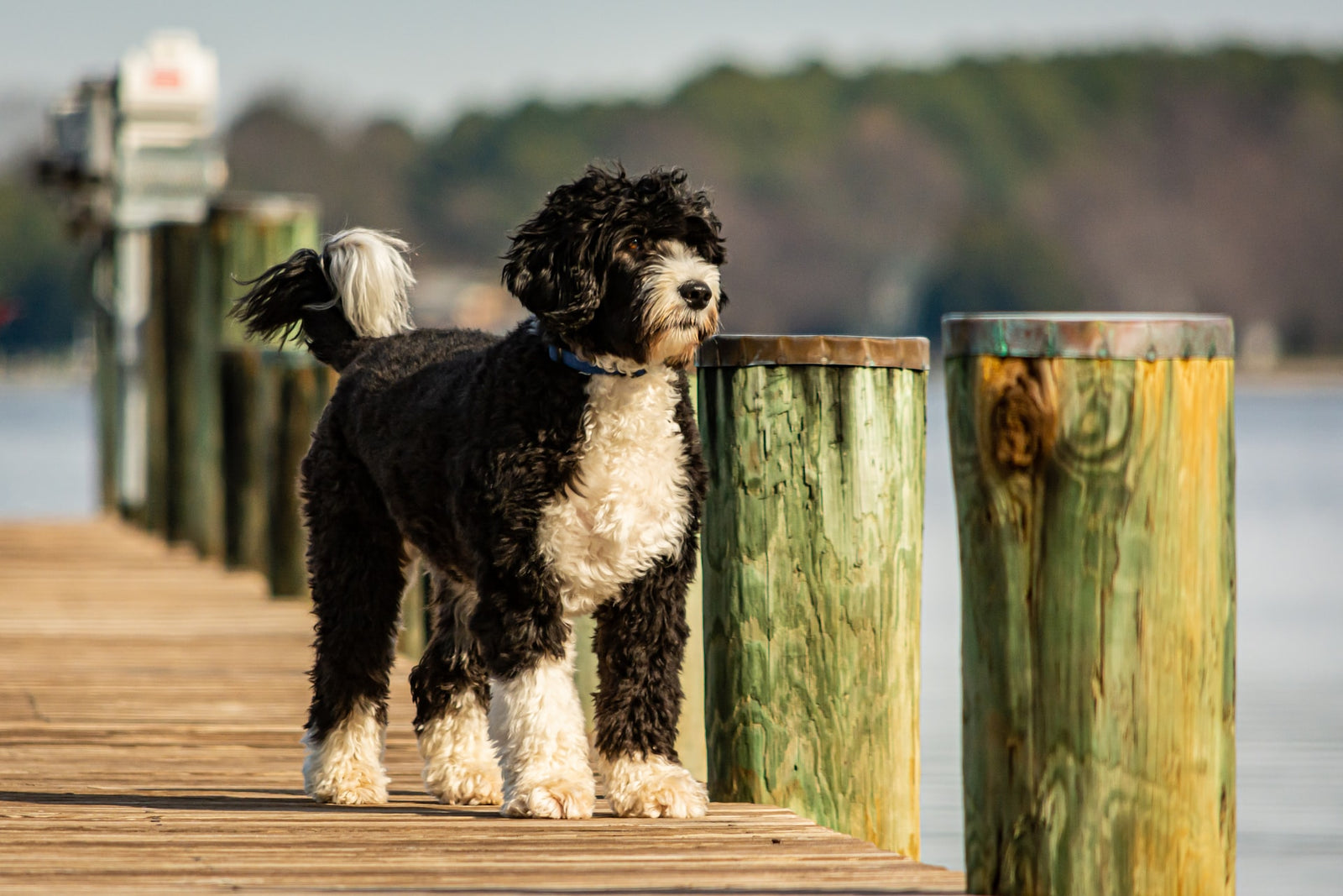 Portuguese Water Dogs 1600x ?v=1614868817