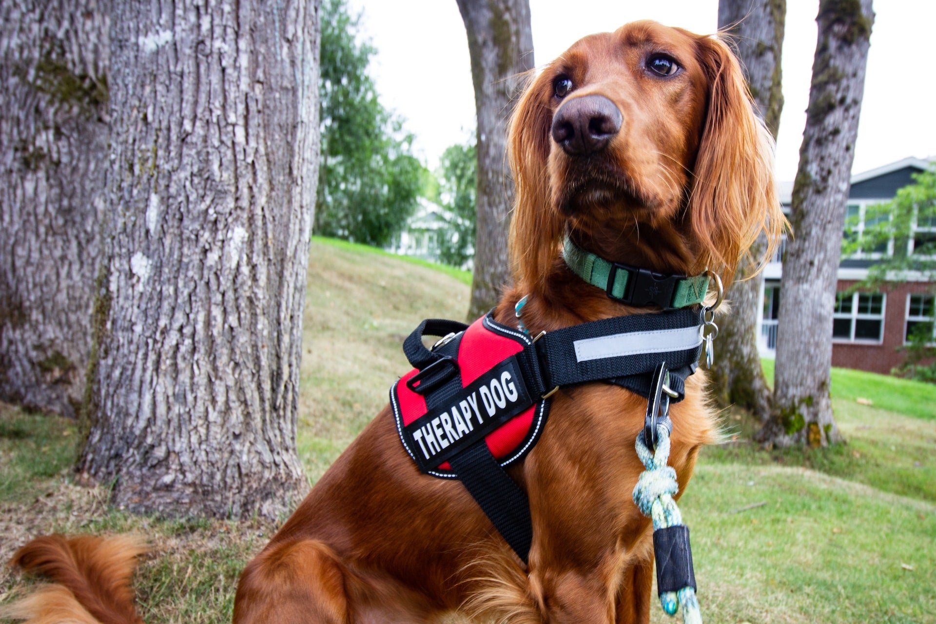 how does your dog become a therapy dog