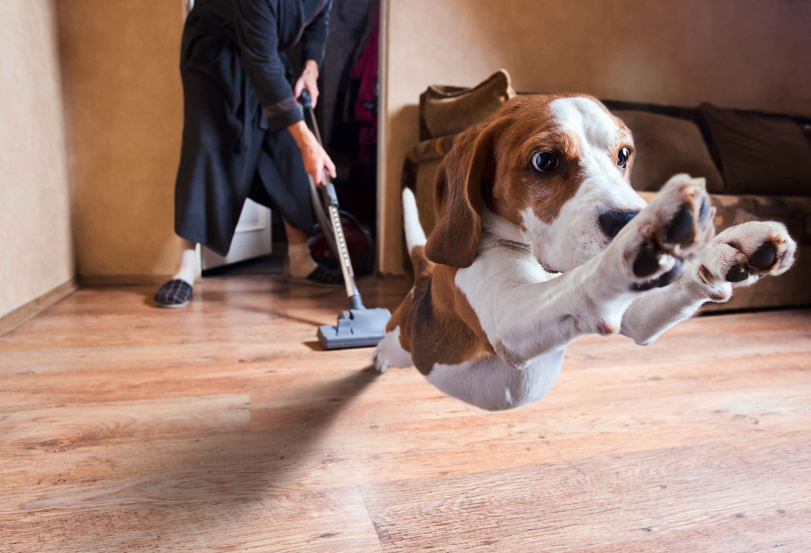 does vacuuming a dog help with shedding