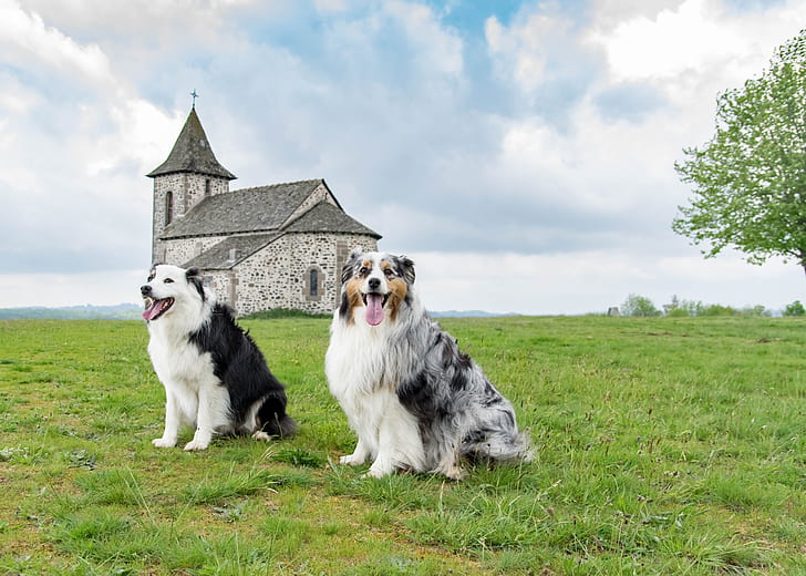 is an australian shepherd a good family dog