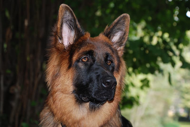 are german shepherds natural good guard dogs