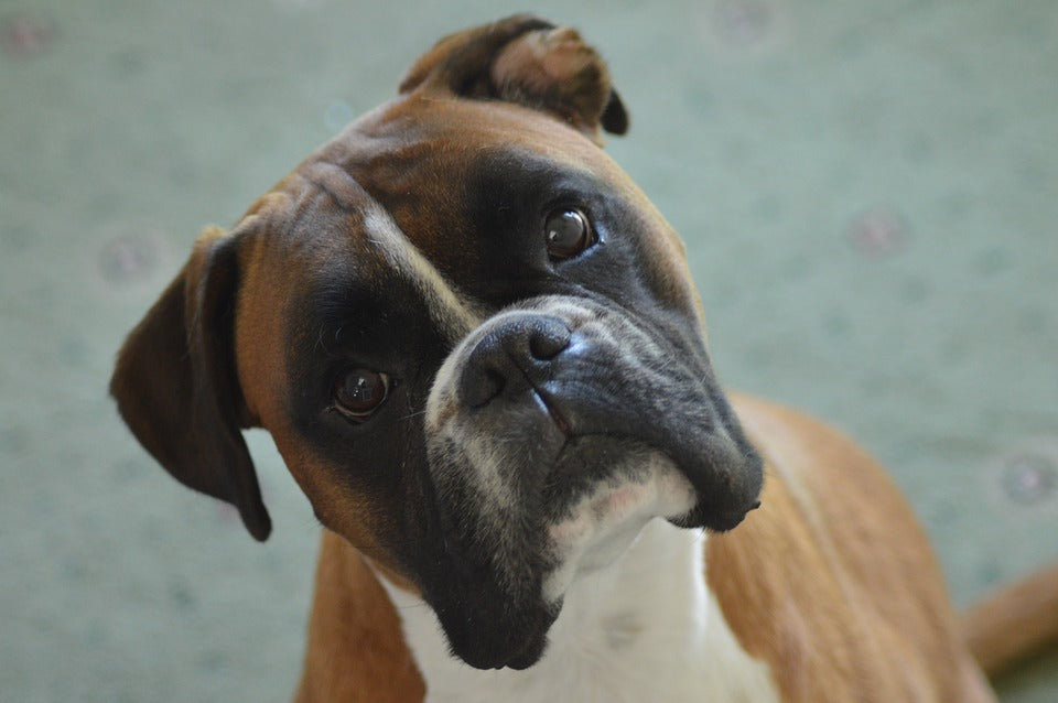 are boxer dogs difficult to train