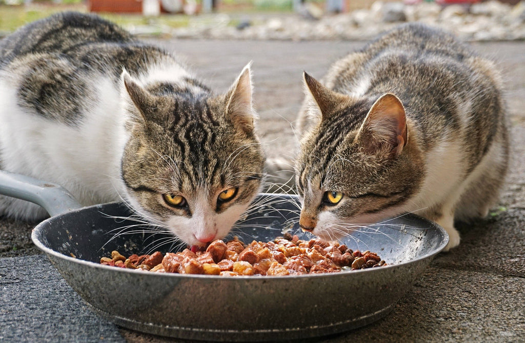 cat with bowl