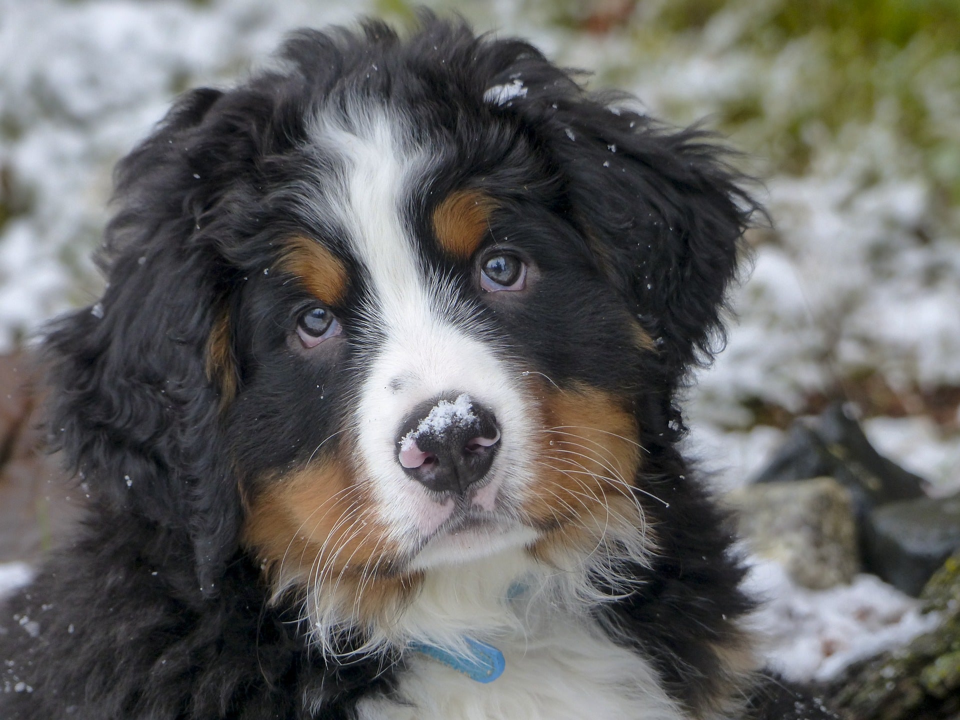 do bernese mountain dogs get along with other dogs