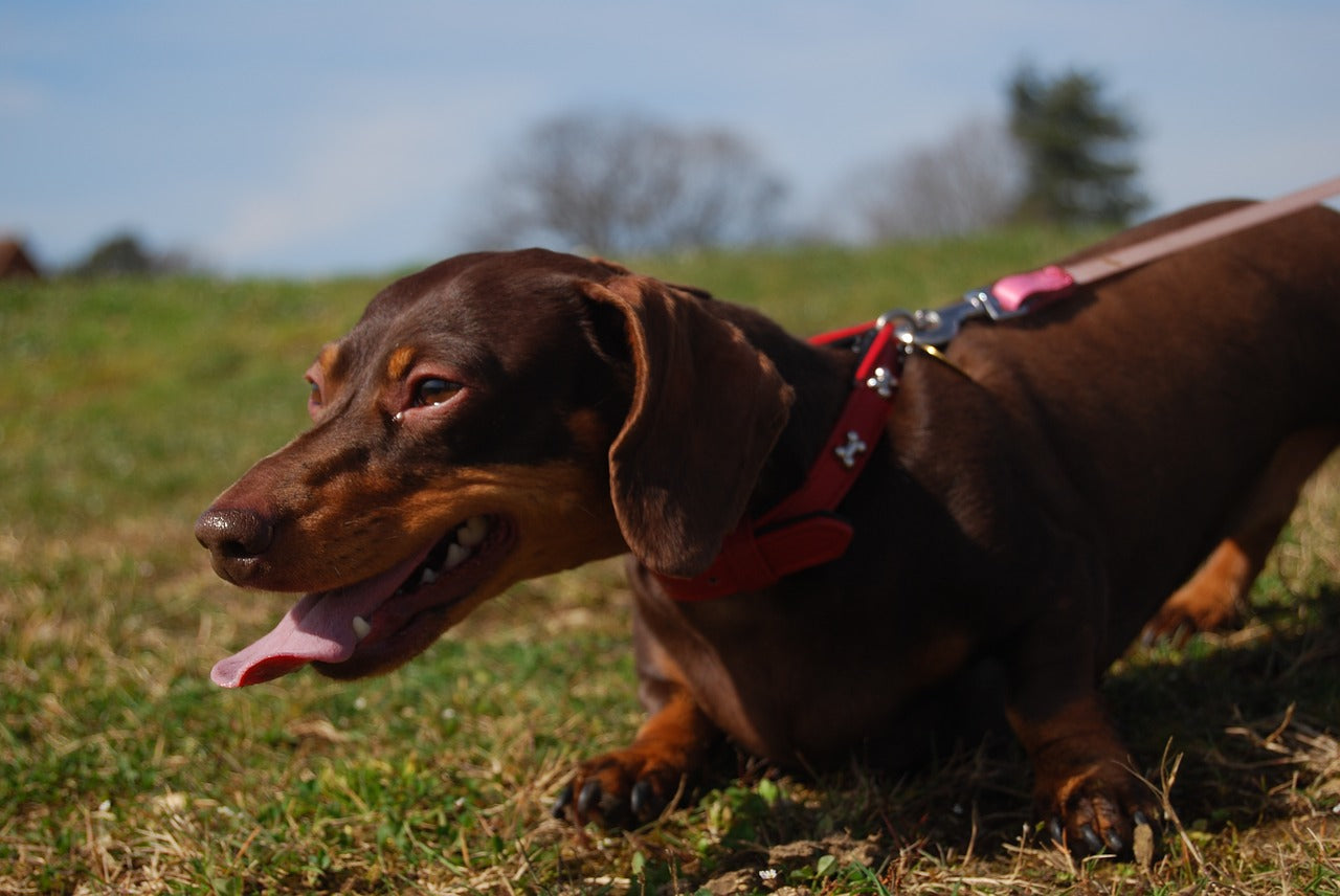 how to help a overheated dog