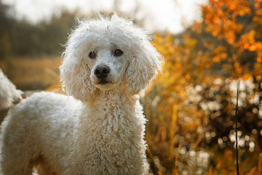 can a poodle be an outside dog