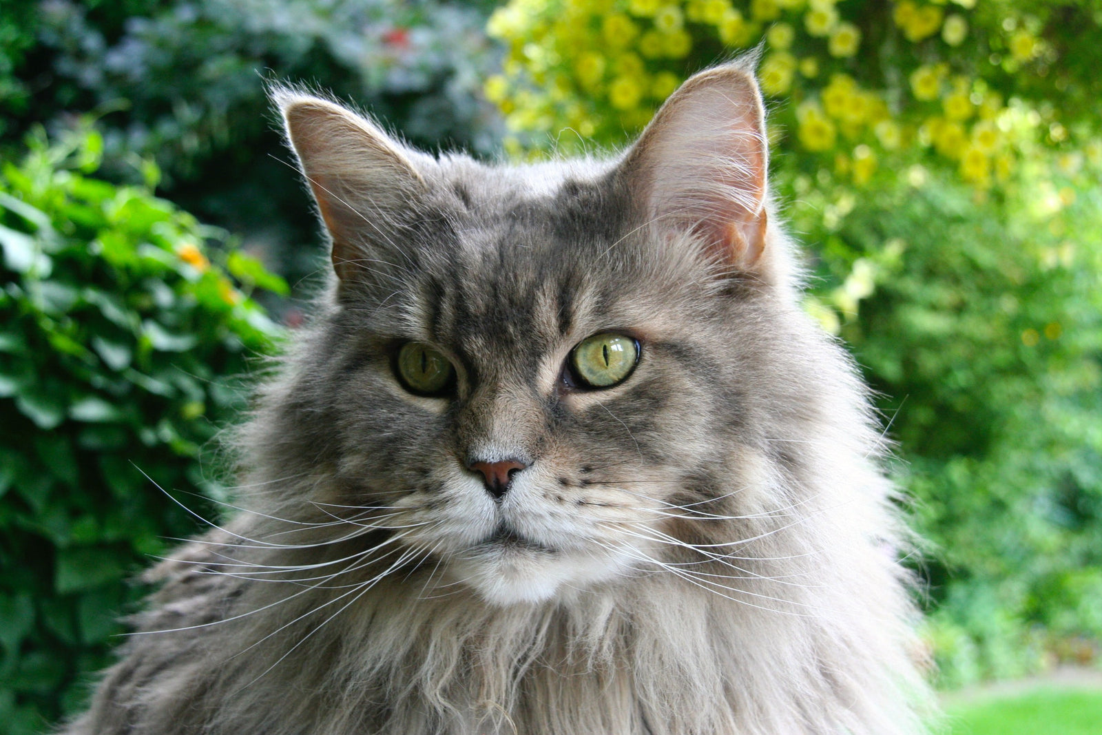 All About Maine Coons: History, Personality, & Physical Traits - Neater ...