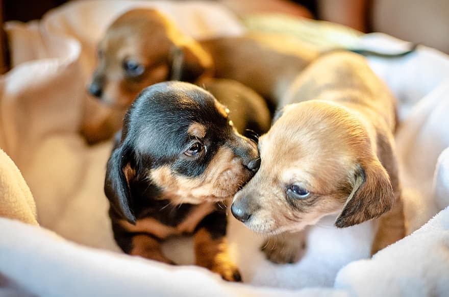 9 Reasons to Buy a Dog From a Breeder