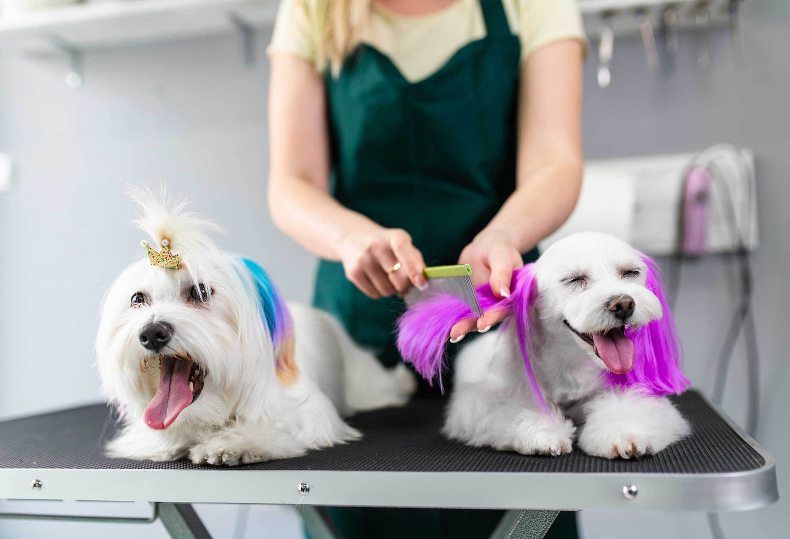 is-it-safe-to-dye-your-dog-s-hair-neater-pets