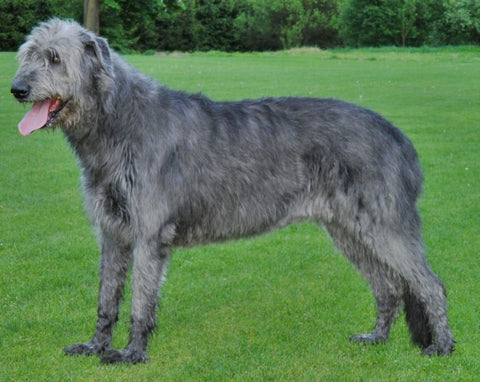 irish wolfhound large dog