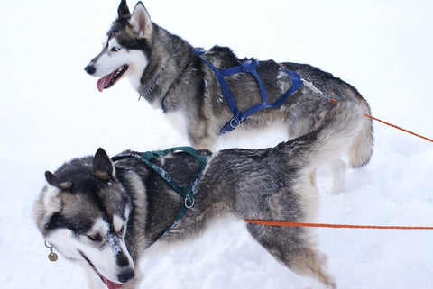 two huskies in the snow