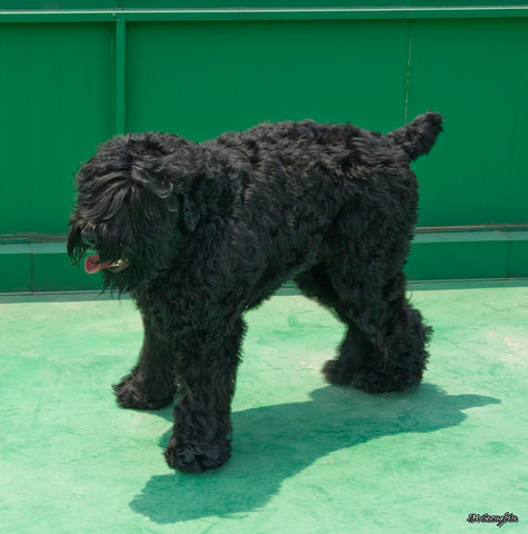 Black Russian Terrier large dog