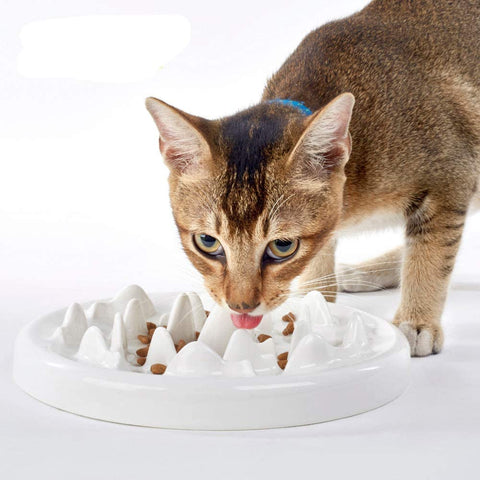 cat dishes to slow down eating