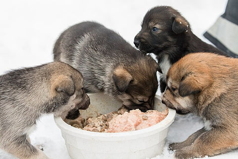 puppies eating out of a white bowl