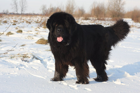 Newfoundland dog large