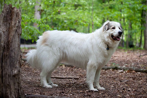 Great Pyrenees large dog