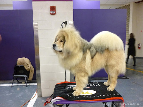 Tibetan Mastiff large dog