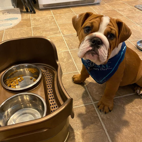 best slow feed dog bowl for english bulldogs