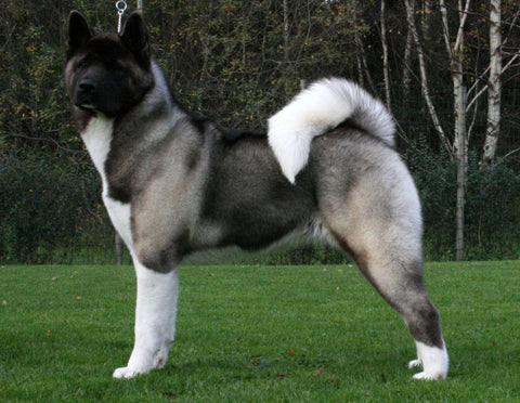 what is the rarest breed of dog