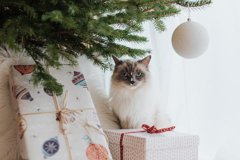 Cat sitting in christmas tree
