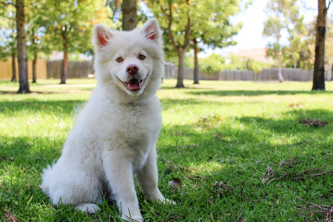 Dog sitting in backyard 