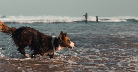 dog at the beach 