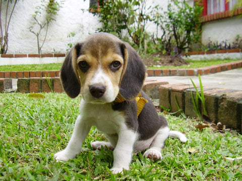 beagle puppy potty training in grass