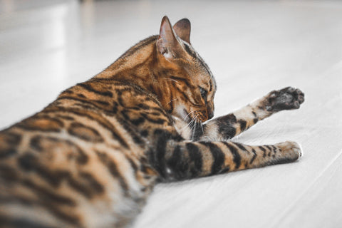 Bengal cat laying on ground