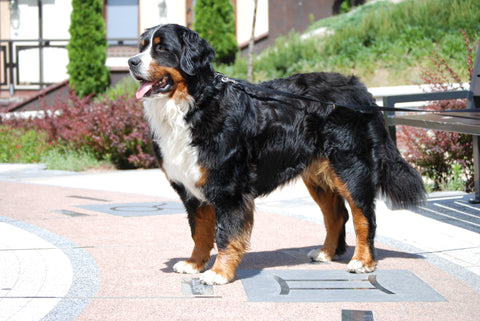 Bernese Mountain Dog large dog