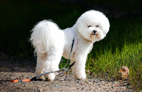 Picture of a Bichon Frisé