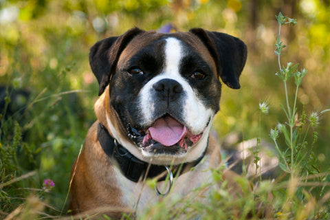 Boxer outside 